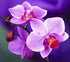 Purple Orchids Diamond Painting Kit
